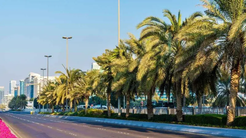 Abu Dhabi Launches A Project To Officially Document Every Date Palm Tree Across The Emirate