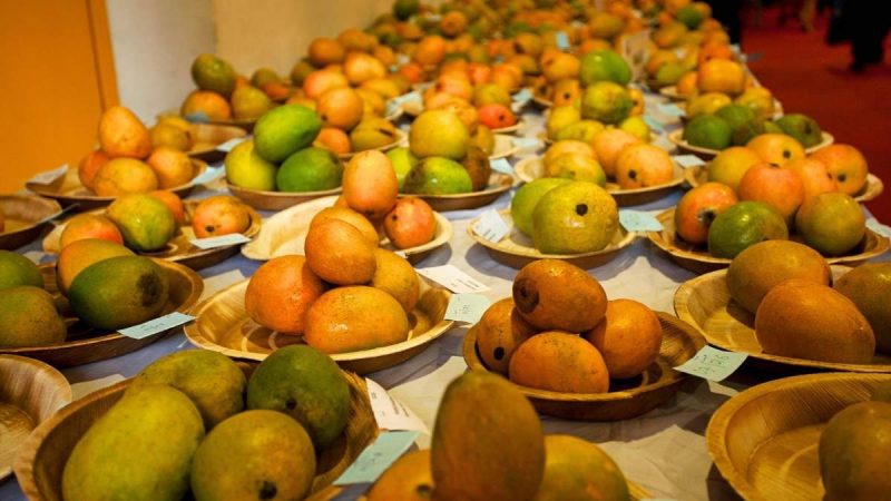 Mango Lovers, Get Ready! Delhi’s 35th Mango Festival Returns This July With Sweet Surprises