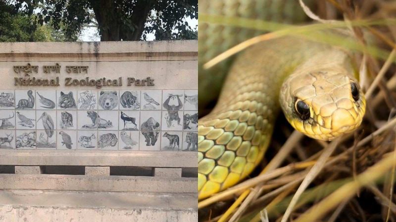 Delhi Zoo Plans To Upgrade Its Reptile House; Modern & Immersive Facility Planned