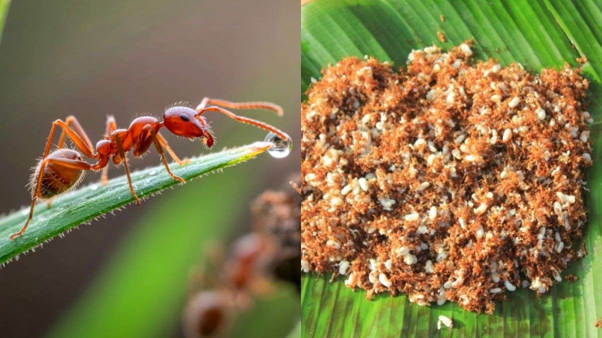 From Porcupine to Red Ants: 8 Unusual Meats Eaten in India