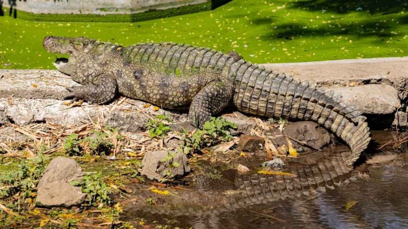 Who Is Gangaram? Meet The Crocodile From Chattisgarh Whose Story Is Part Of NCERT Textbooks