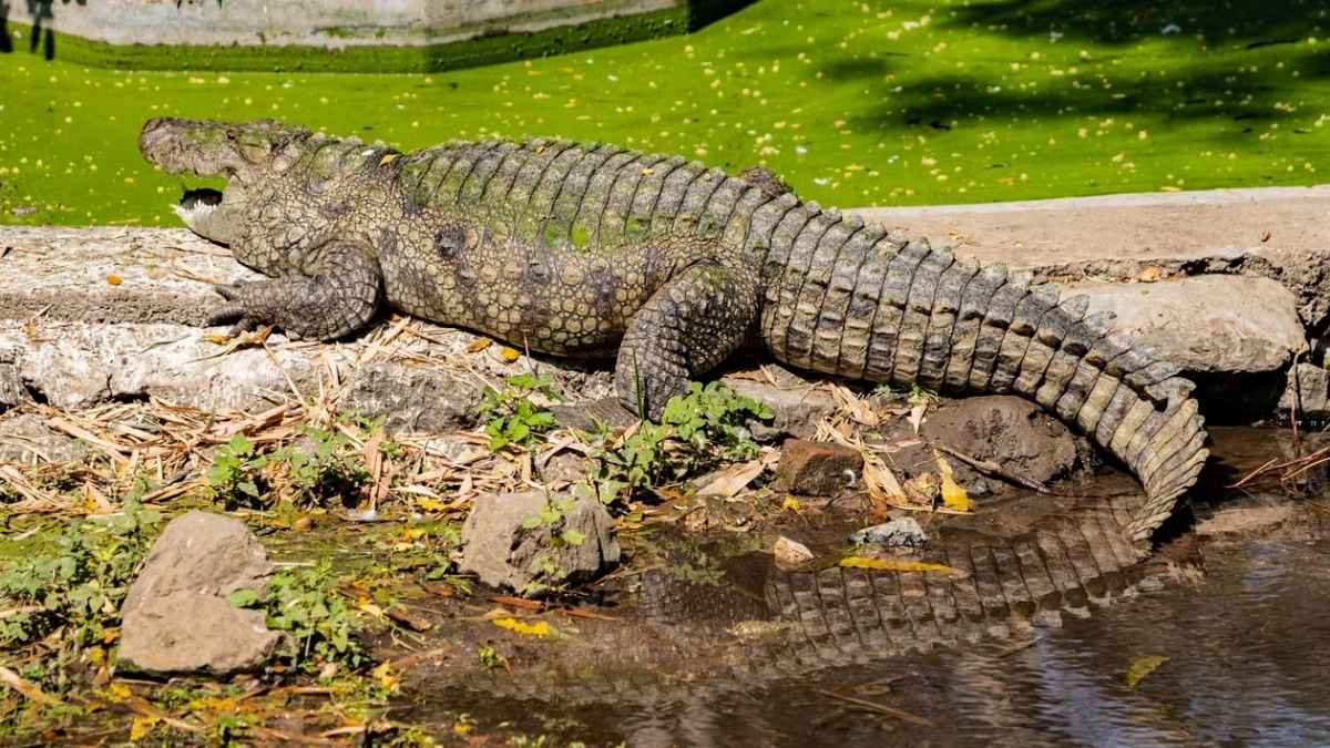 Who Is Gangaram? Meet The Crocodile From Chattisgarh Whose Story Is Part Of NCERT Textbooks