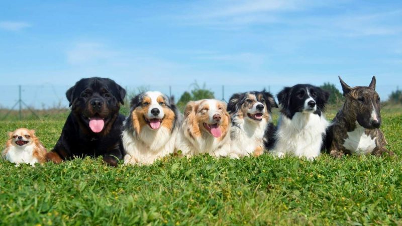 No More Taxes On Imported Animals From July 15 In India? Here’s All You Need To Know