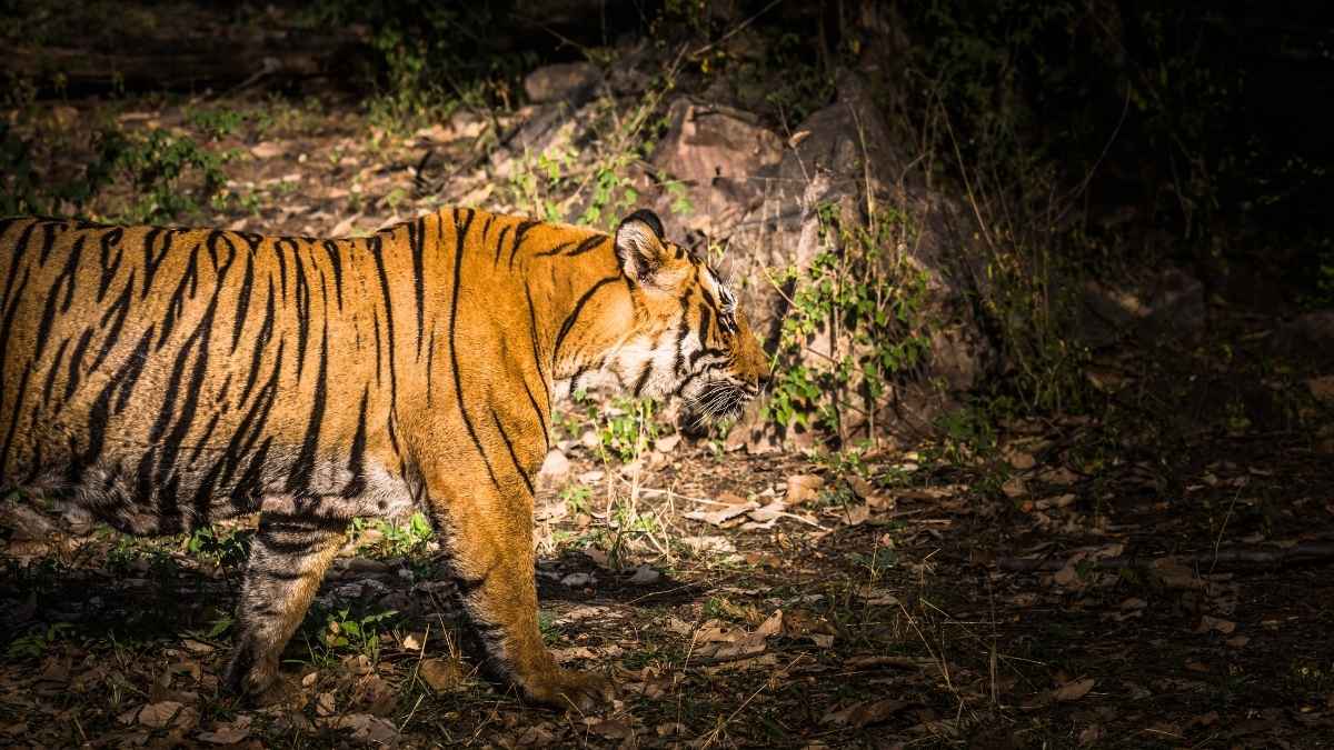 Lucknow’s Kukrail Forest To Have India’s First Night Safari; Animals You’ll Spot, How To Reach & More