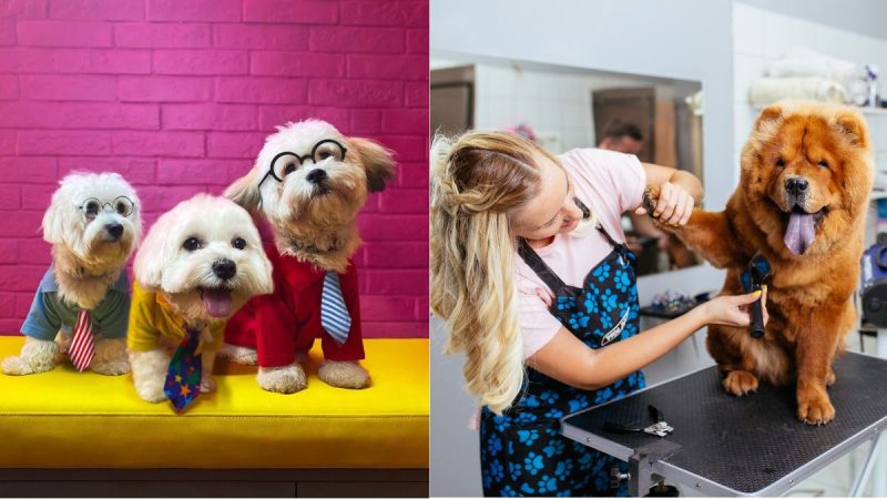 10 Best Pet Grooming Services In Dubai To Keep Your Furry Friends Looking Their Best