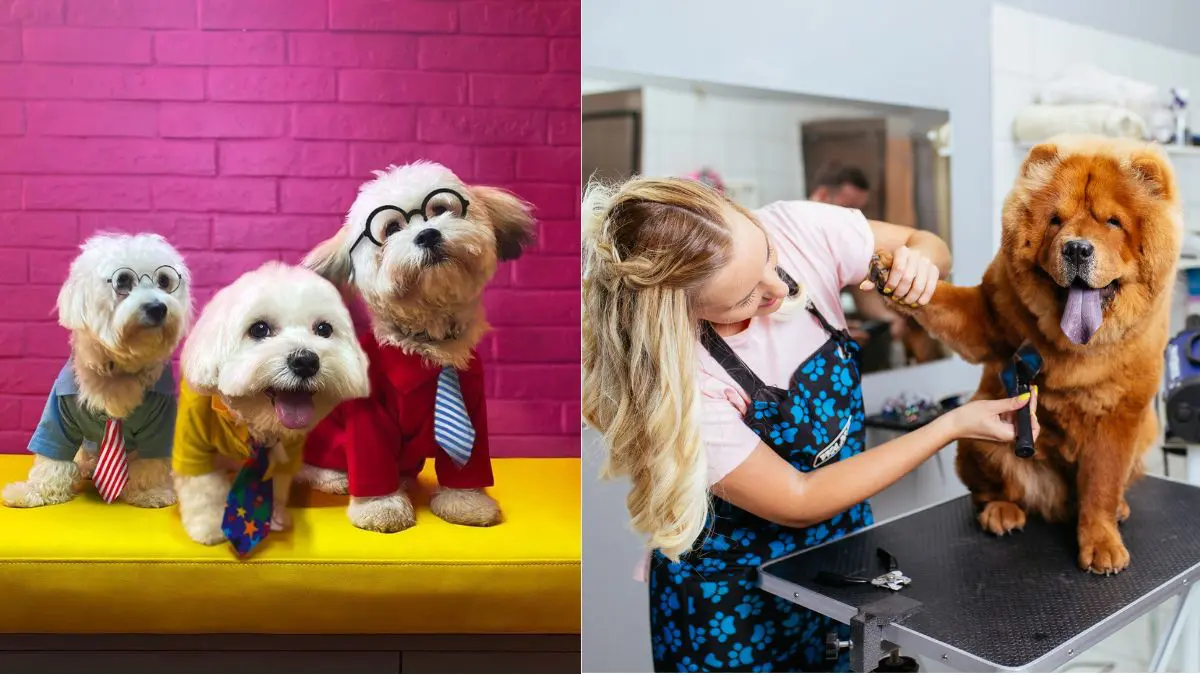 10 Best Pet Grooming Services In Dubai To Keep Your Furry Friends Looking Their Best