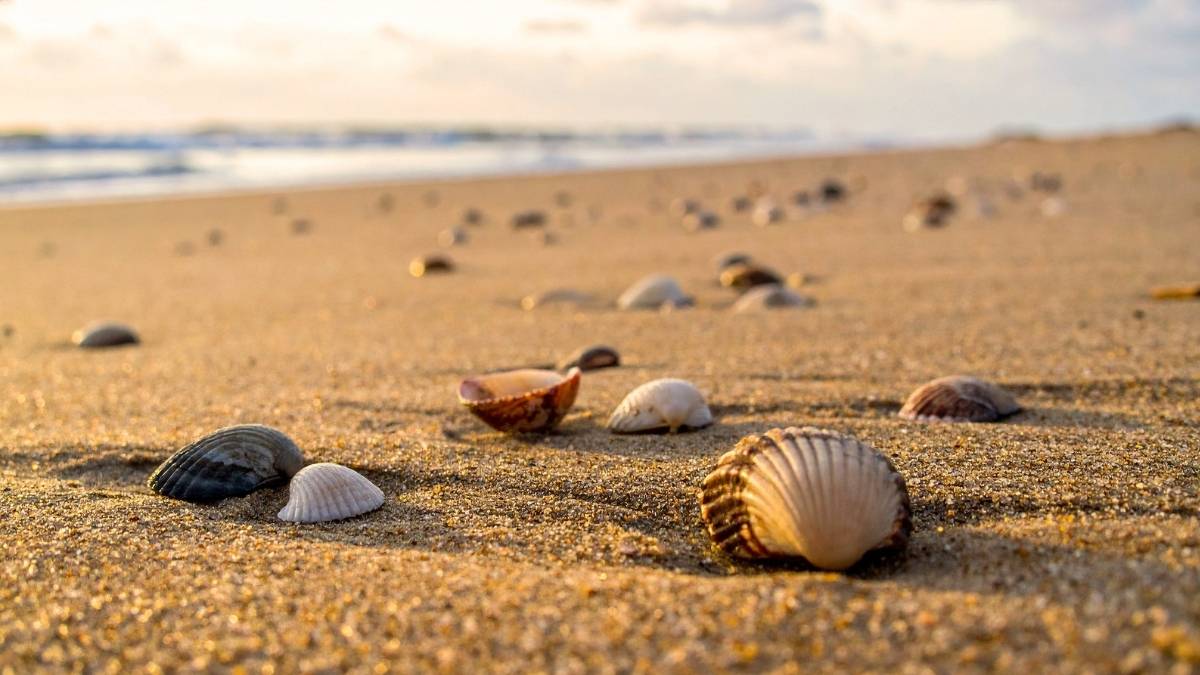 That Seashell You Picked Up From Kuwait’s Beaches Can Cost You KD 5,000