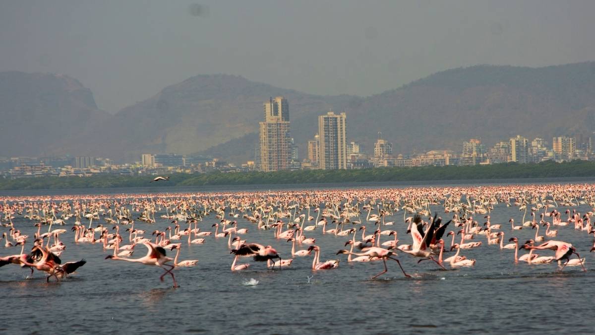 Maharashtra To Get India’s First AI-Powered Bird Sanctuary & Eco-Nature Park In Thane