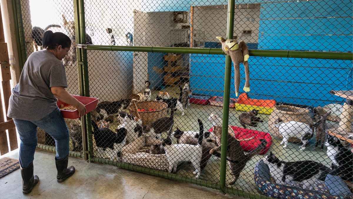 UAE Authorities Shut 31 Pet Shops & Nurseries, With 16 More Suspended Over Environmental Breaches