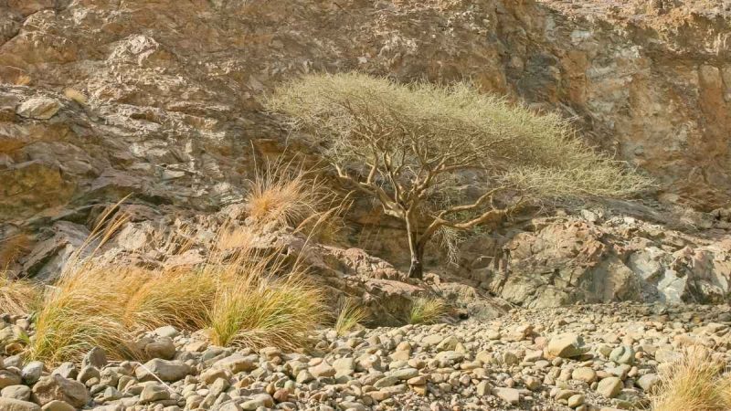 Fujairah’s Wadi Wurayah Earns UNESCO World Heritage Status, A First For The UAE
