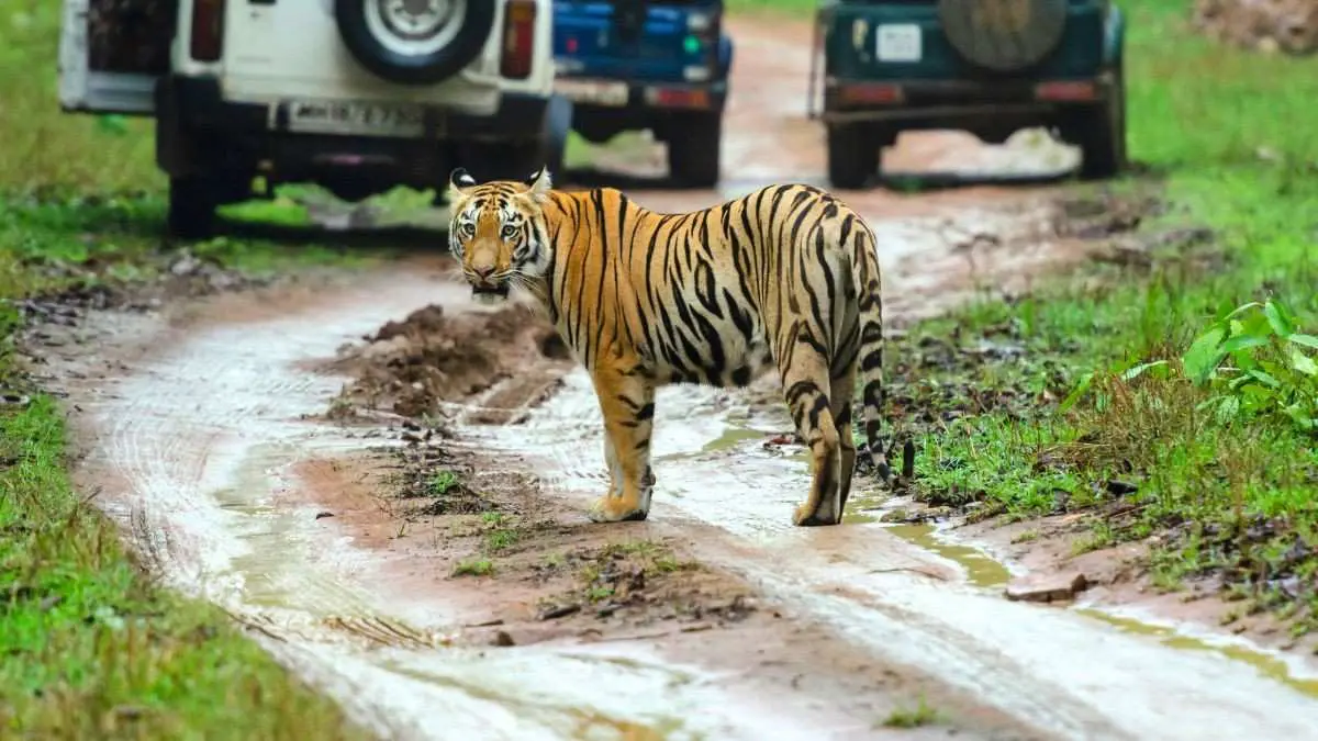 Good News For Wildlife Lovers! West Bengal To Get A New Tiger Safari Hub In Jhargram