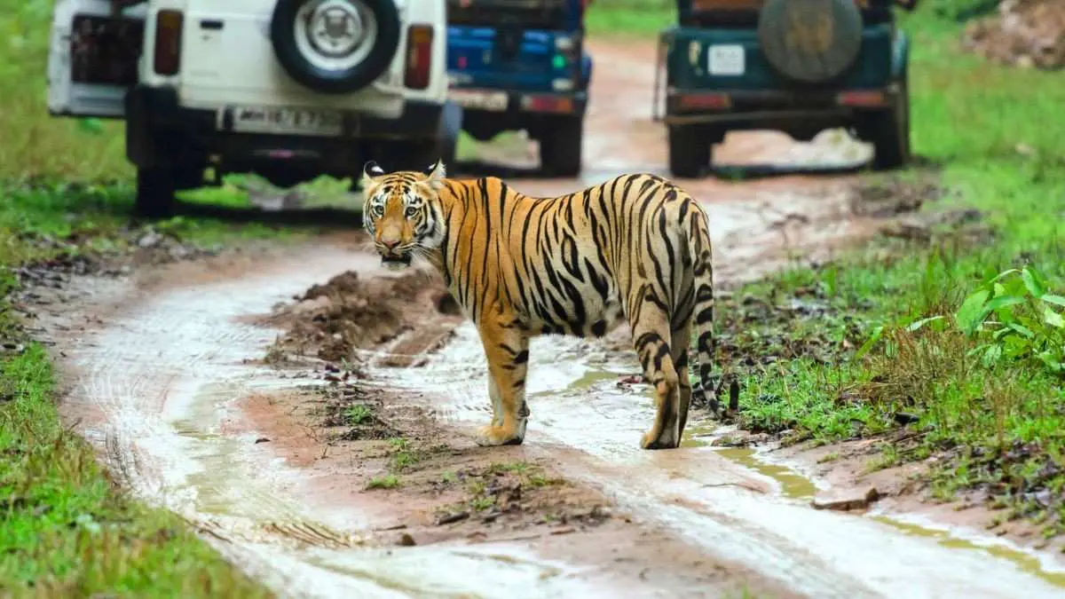 Karnataka Increases Wildlife Safari Trips At Bandipur & Nagarahole Tiger Reserves By 40%