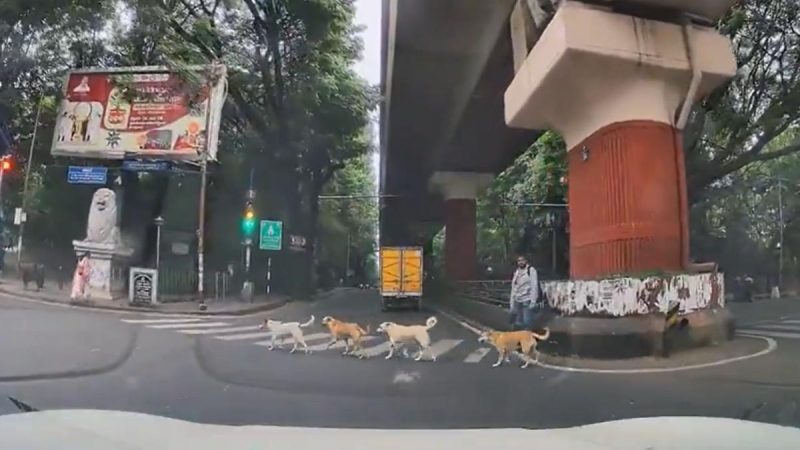 Viral Video Shows Bengaluru Stray Dogs Using Zebra Crossing; Netizens: “More Civic Sense Than People”