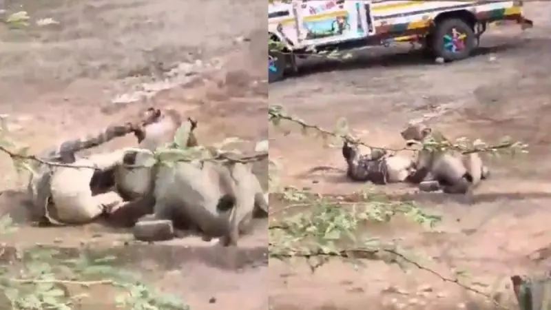Watch: Trapped By A Lioness, This Gujarat Man Did Something Unexpected To Survive
