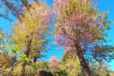 japan cherry blossom india