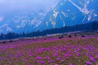 japan cherry blossom india