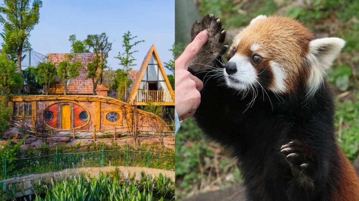 This Magical China Treehouse Hotel Comes With Red Panda Wake-Up Calls