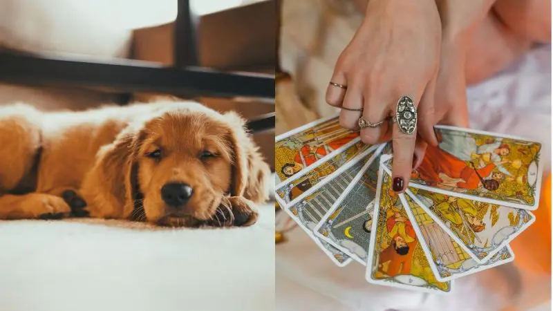 South Koreans Are Booking Tarot Sessions. Not For Themselves, But Their Pets!