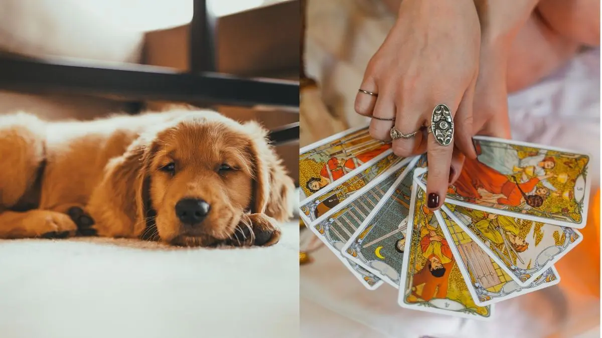 South Koreans Are Booking Tarot Sessions. Not For Themselves, But Their Pets!
