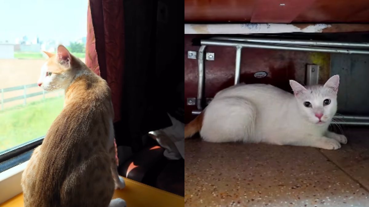 How To Book A Train Ticket For Your Pet? From Documents Needed To Booking Steps, Deets Here!