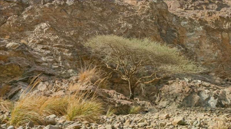 UAE: What Is Wadi Wurayah That Is Looking To Secure UNESCO World Heritage Site Recognition?
