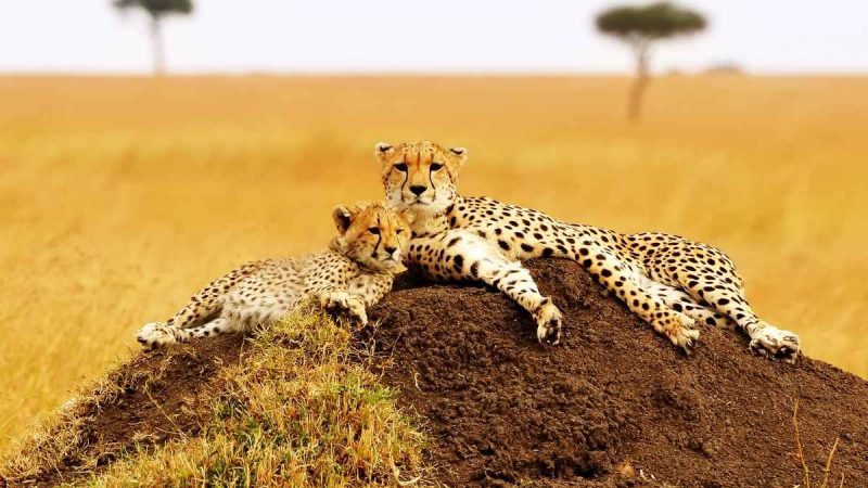 From Ranthambore To Galápagos, 8 Wildlife Destinations Worth Travelling Across The World For