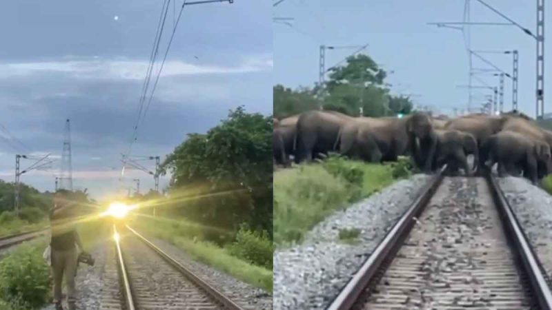 Watch: Train Stops To Let Family Of Wild Elephants Cross In Assam; Viral Video Wins Hearts