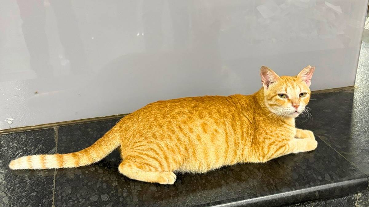 Meet Mumbai Metro’s Chief Feline Officer, A Ginger Cat Who Loves To Patrol The Station