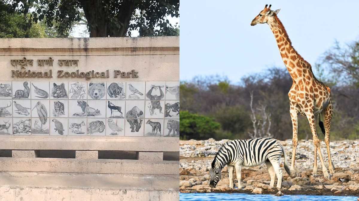 After 10 Years, Visitors At Delhi Zoo Can Once Again See Zebras And Giraffes