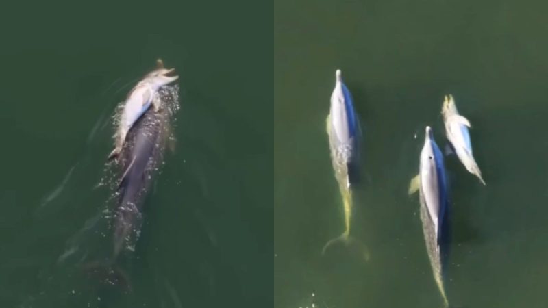 Why Won’t Dolphins Let Go Of Their Dead Calf? Viral Video Highlights ‘Mourning’ Behaviour