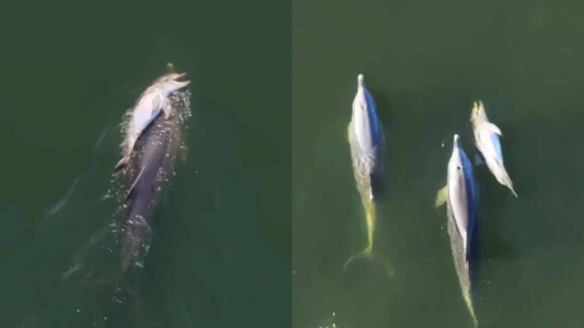 Why Won’t Dolphins Let Go Of Their Dead Calf? Viral Video Highlights ‘Mourning’ Behaviour