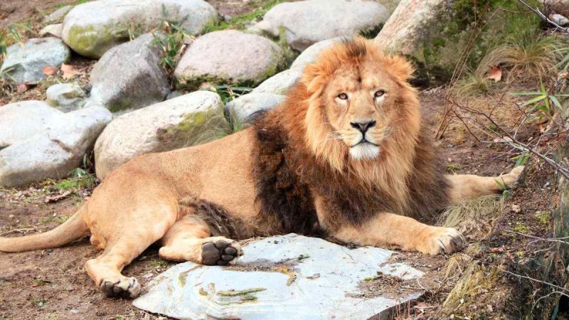 Gujarat To Get Asia’s 1st Desert-Themed Night Safari & Zoo; Here’s What Wildlife Lovers Can Expect