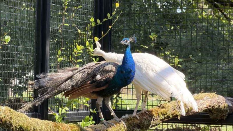 Why Did India Send 5 Peacocks Including A Rare White-Feathered Bird To UN?