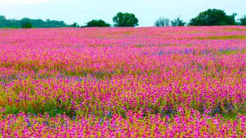UNESCO Site Kaas Plateau To Open For Tourists On Sept 1 With Three New Viewpoints