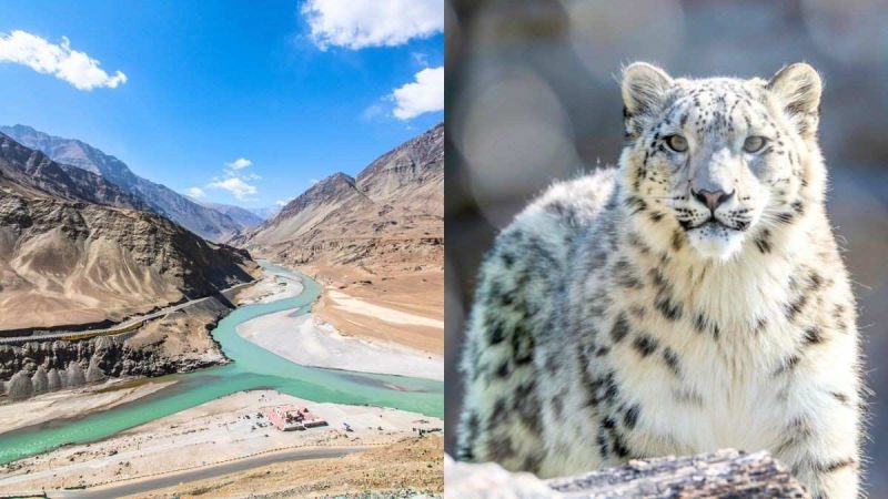 Good News! Ladakh To Get India’s 1st High-Altitude Safari To Spot Snow Leopards & Birds