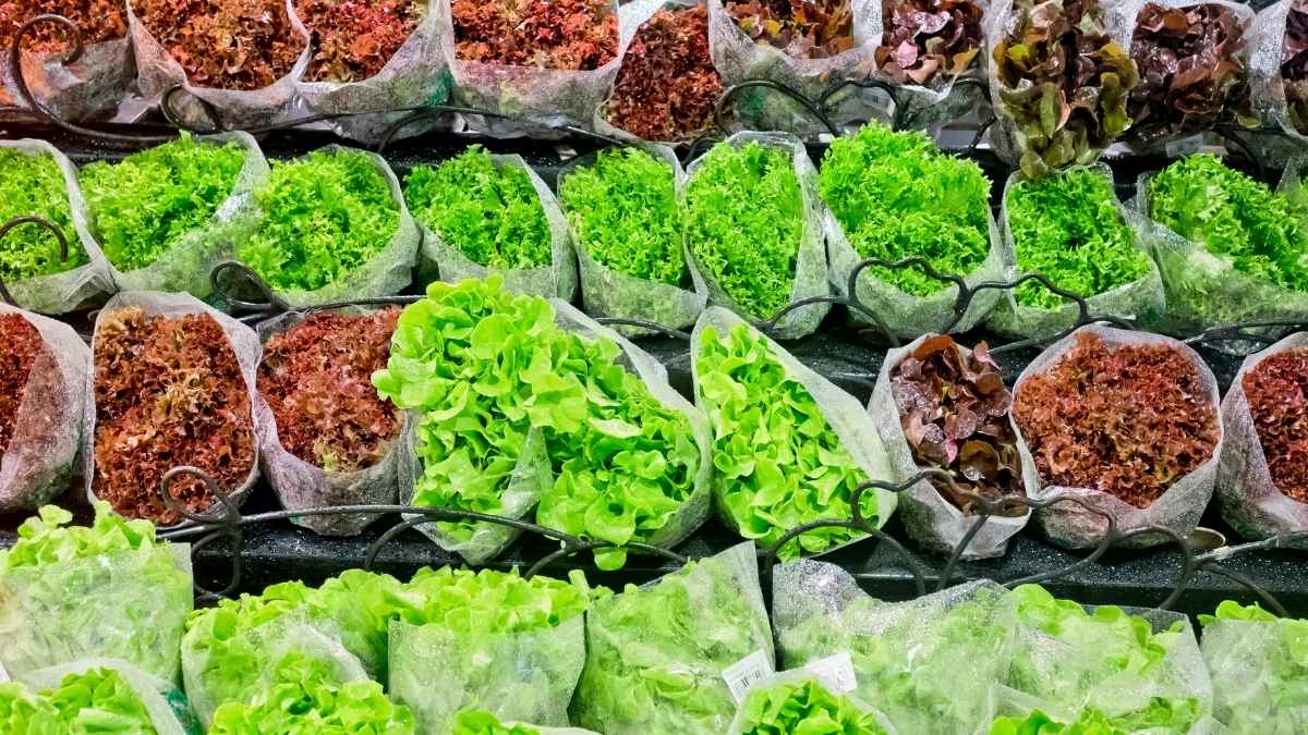 No Cyclosporiasis-Linked Lettuce Found In UAE Markets, Ministry Confirms Amid US Outbreak