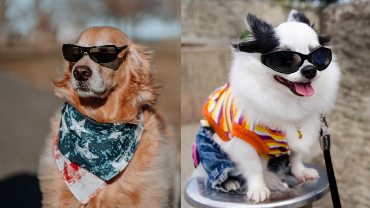 Dress Up Your Pet In A Rockstar Fit & Head To Jeddah’s Live Rock Night For Music, DJs & Prizes