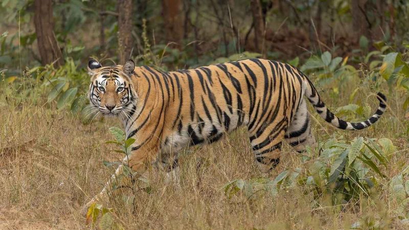 Wildlife Board Approves Rail Project Linking Madhya Pradesh and Maharashtra Through Tiger Corridor