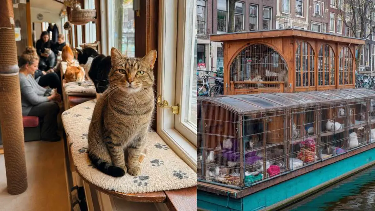 Amsterdam’s 60-Year-Old Floating Cat Shelter Lets You Meet Adorable Rescue Cats For Free