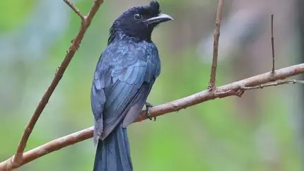 Where To Spot India’s Famous Mimicry Bird: 4 Top Wildlife Reserves To Visit