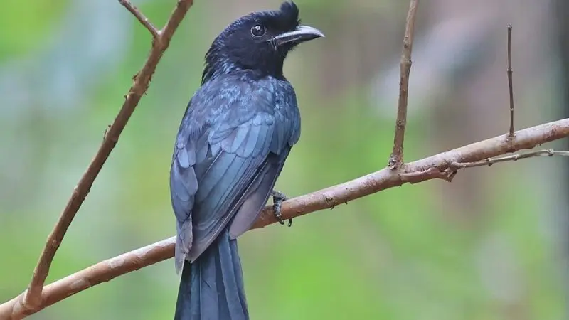 Where To Spot India’s Famous Mimicry Bird: 4 Top Wildlife Reserves To Visit