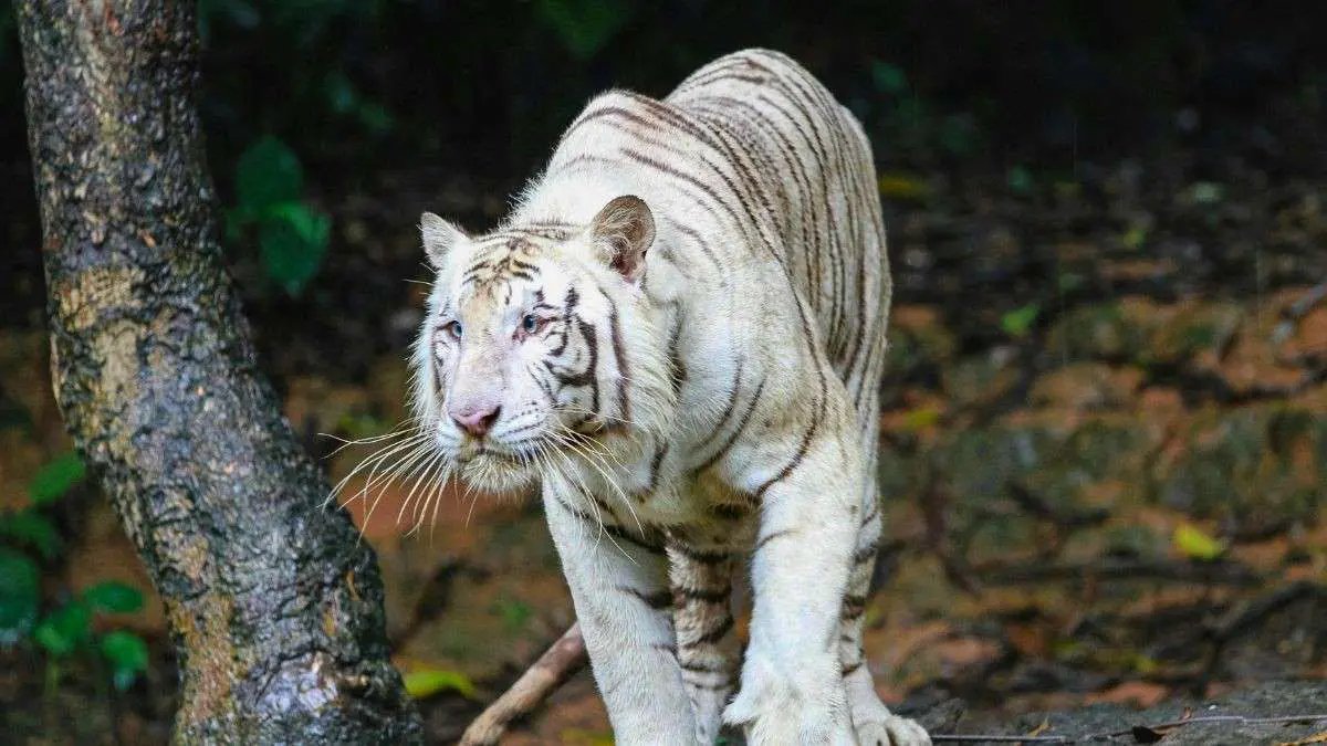Uttarakhand To Get 1st White Tigers At Dehradun Zoo; Wildlife Safari Also Planned