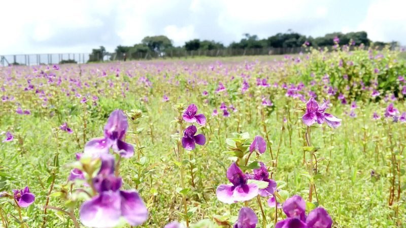 After 8 Years, The Rare Karvi Bloom Is Back In Maharashtra, Where And How To See It