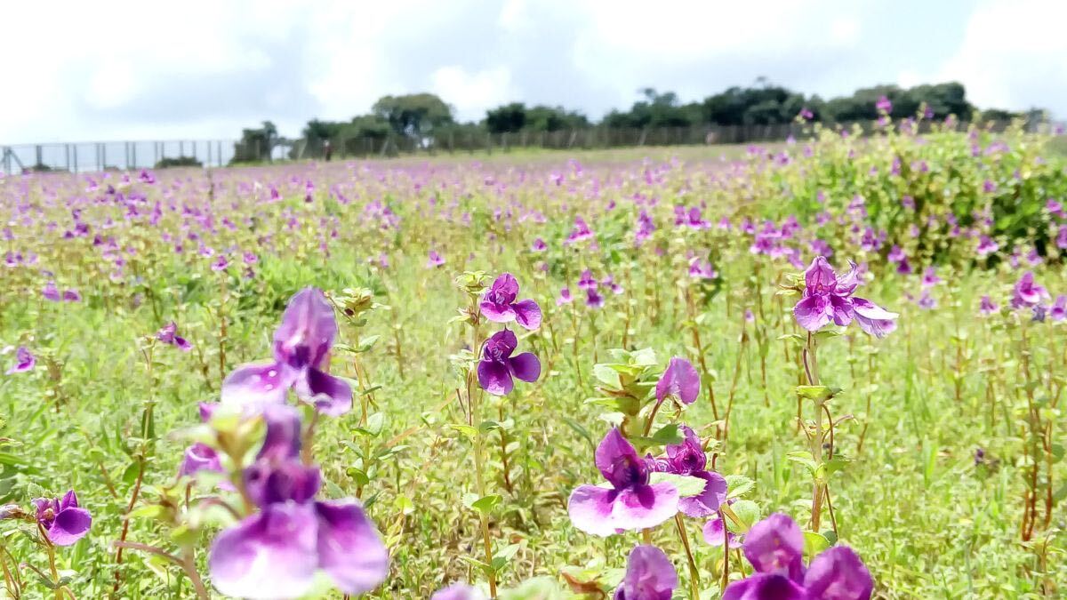 After 8 Years, The Rare Karvi Bloom Is Back In Maharashtra, Where And How To See It