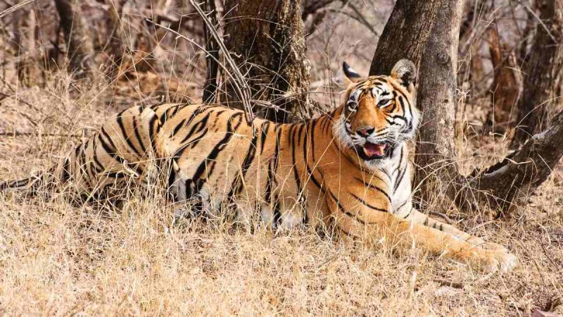 Indravati Tiger Reserve In Chhattisgarh To Reopen After 40 Yrs; Here’s What Tourists Can Expect