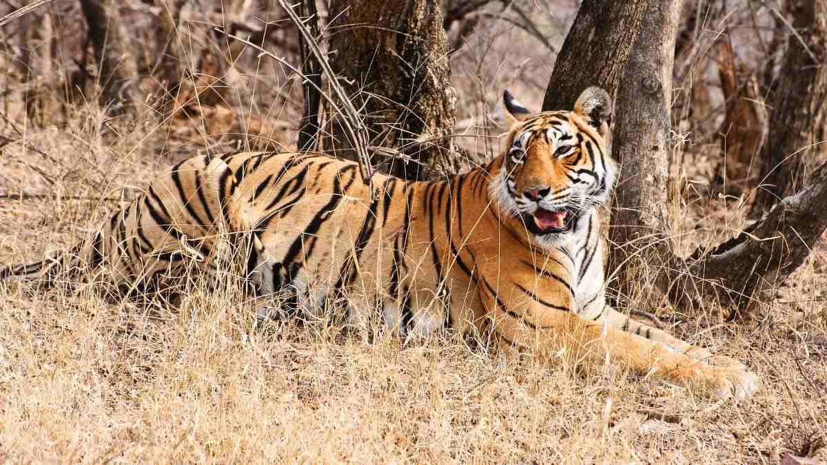 Indravati Tiger Reserve In Chhattisgarh To Reopen After 40 Yrs; Here’s What Tourists Can Expect