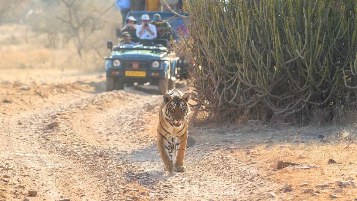 Karnataka Hikes Safari Prices At 2 Popular Tiger Reserves; What Tourists Must Pay Now