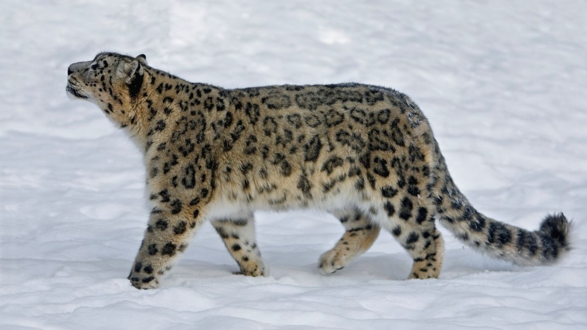 Ladakh’s Snow Leopard Tracking Makes It To World’s Top 5 Wildlife Experiences