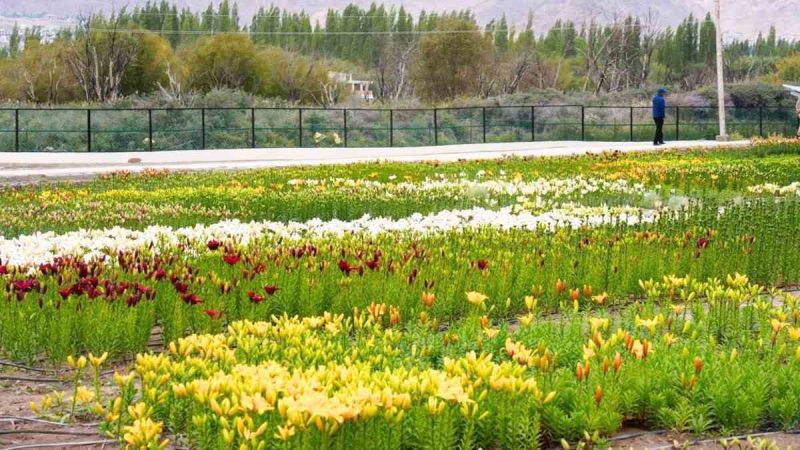 Ladakh Opens World’s Highest Twin Flower Fields In Leh With 25 Lakh Blooms; Check Entry Fee