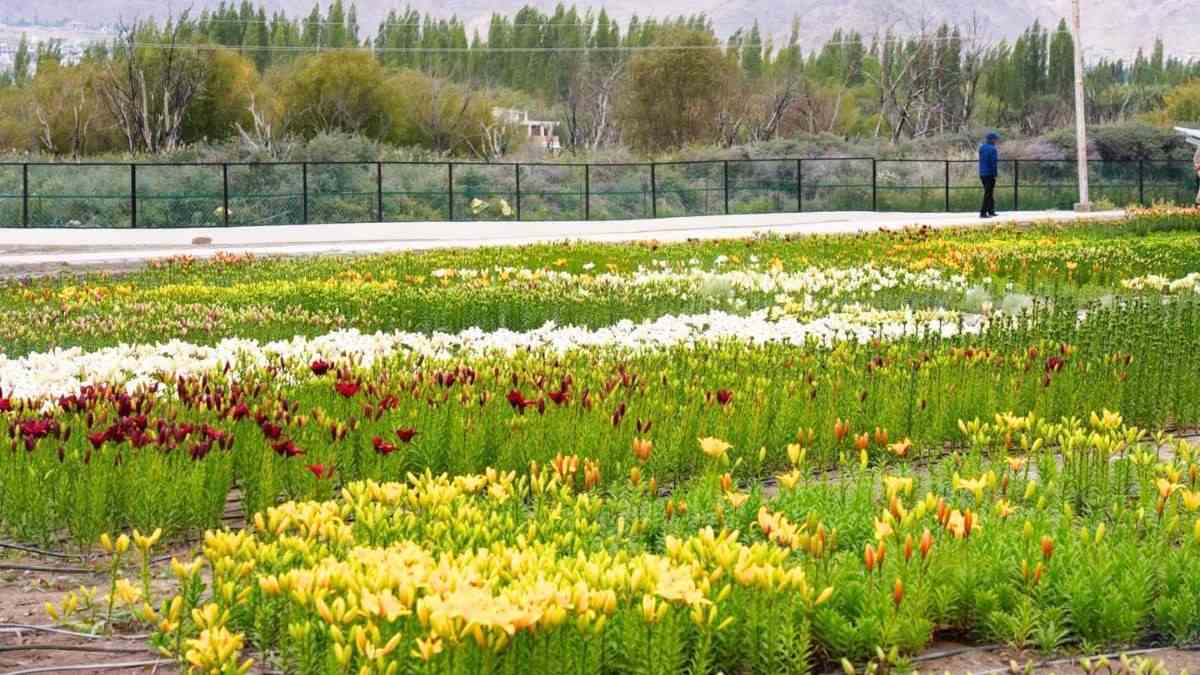 Ladakh Opens World’s Highest Twin Flower Fields In Leh With 25 Lakh Blooms; Check Entry Fee